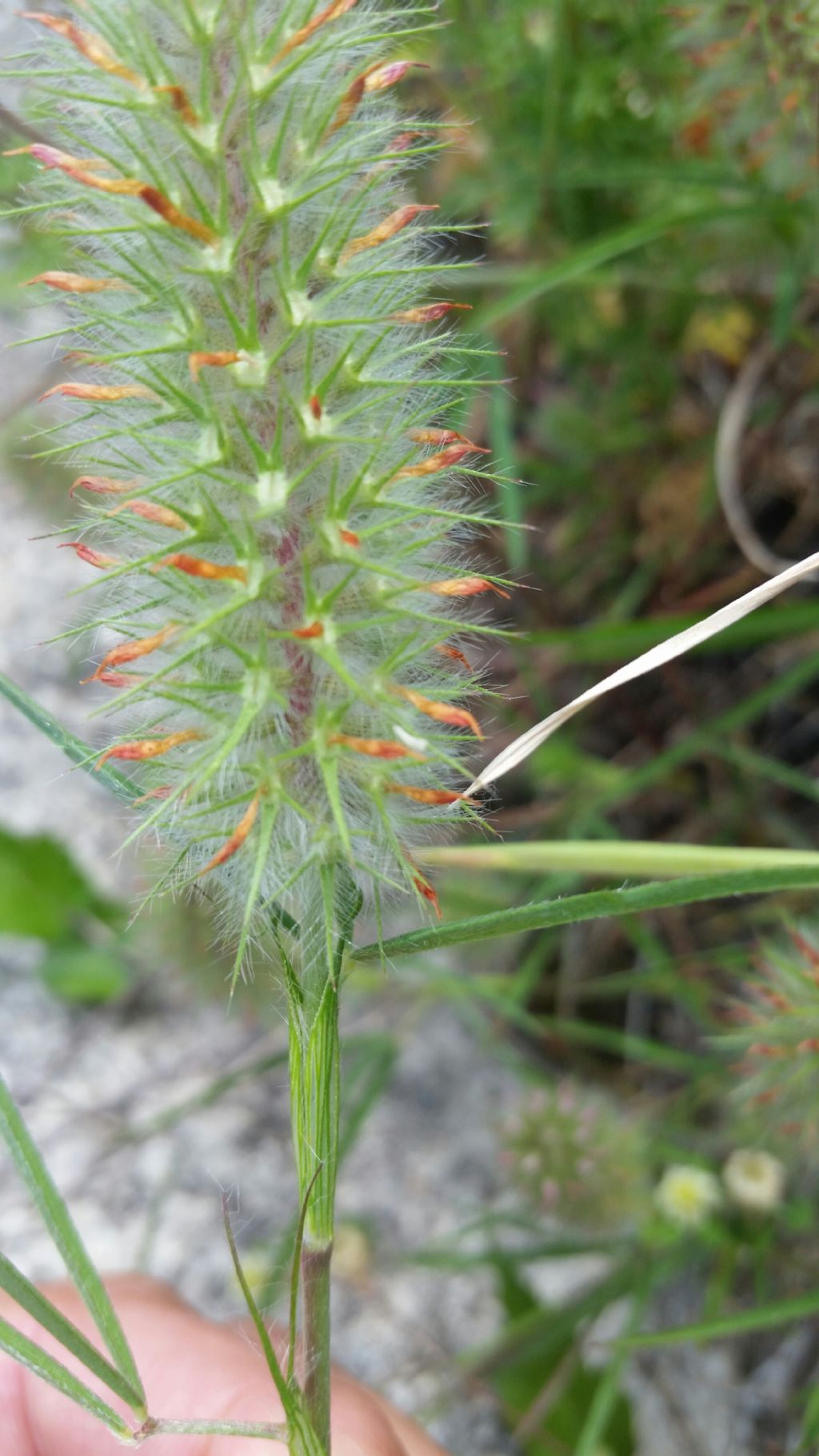 Trifolium angustifolium (Fabaceae)